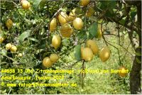 44858 13 036 Zitronenplantage, Halbinsel von Sorrent, Amalfikueste, Italien 2022.jpg